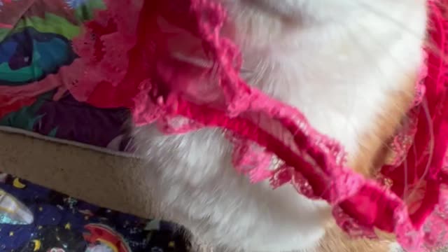 Cat meows while wearing underwear