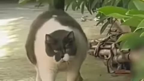 cute animals Cat