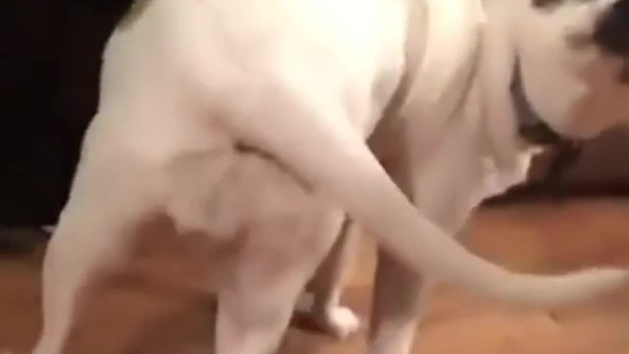 dog want booty slap