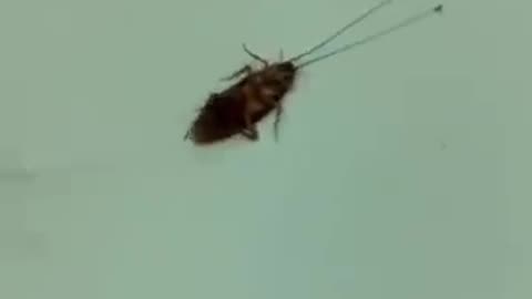 Ants be like, you will be offered to our queen