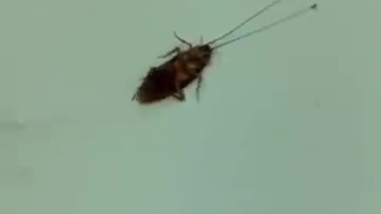 Ants be like, you will be offered to our queen