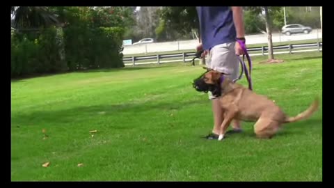 How to stop leash reactivity !