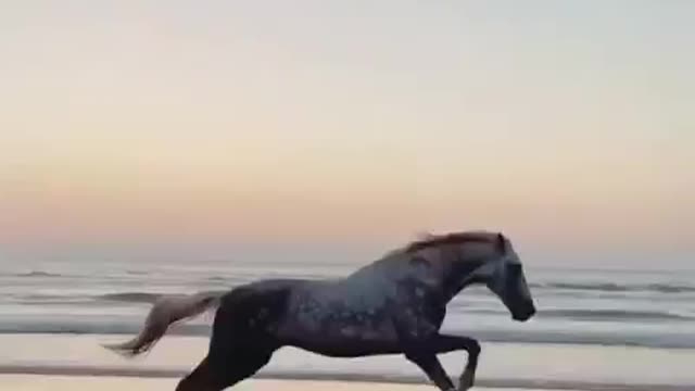 Horse just amazing