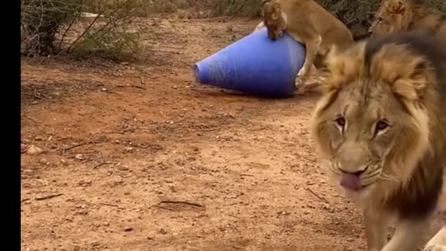 Three lions are running around the toy