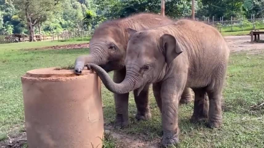 Baby Elephant Tries To Figure It Out How To Eat Grass On The Top Of Cement Pipe