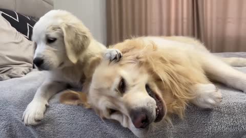 Puppy Loves Kisses with Golden Retriever