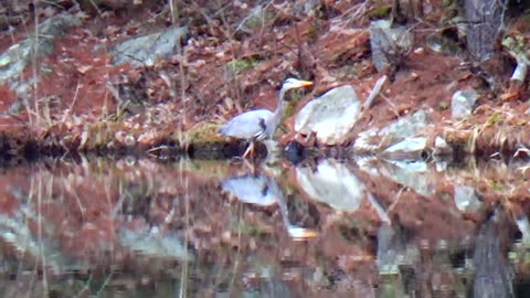 Great Blue Heron