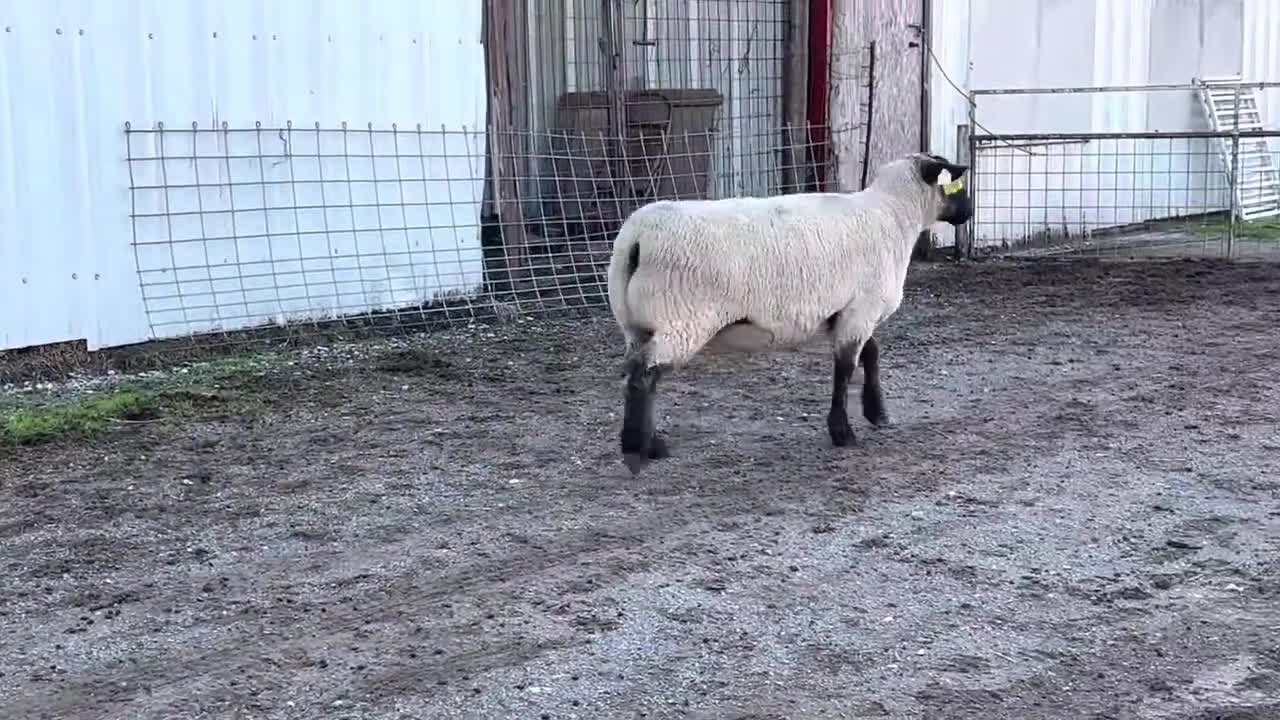 Ewe Tag #7394