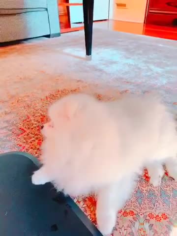 20190707文贵先生视频²：snow开心了