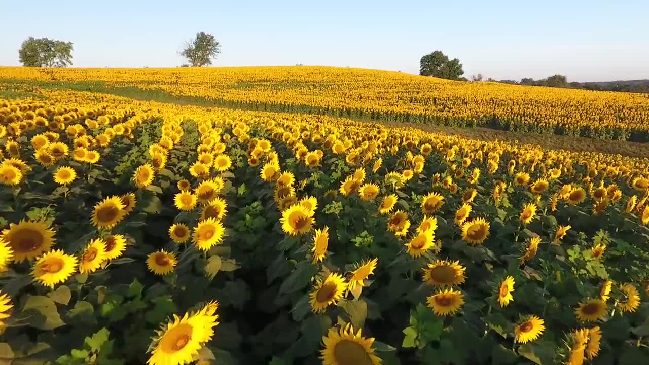 Flying over Grinter's Sunflower Farm