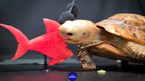 ASMR - Turtle eating toy shark