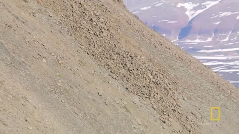 Arctic Geese Chicks Jump Off Cliff to Survive