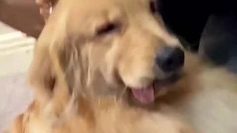 501_Enjoy ☺️ goldenretriever