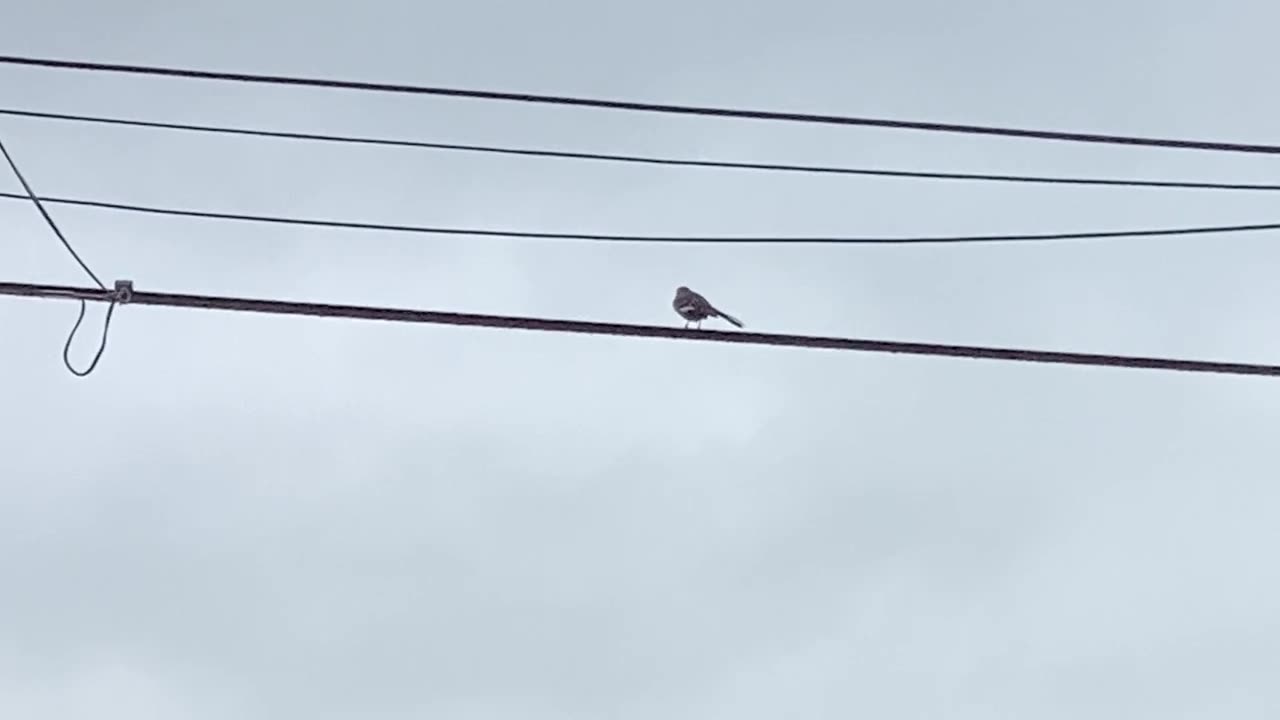 Bird on the wire