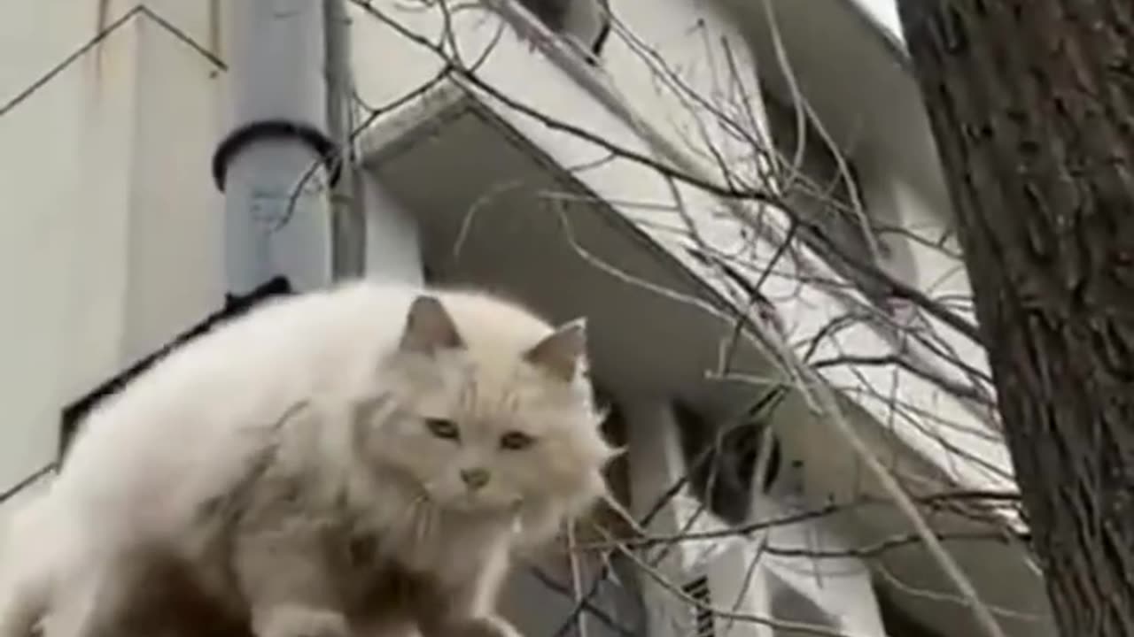 Funny animals short video 42