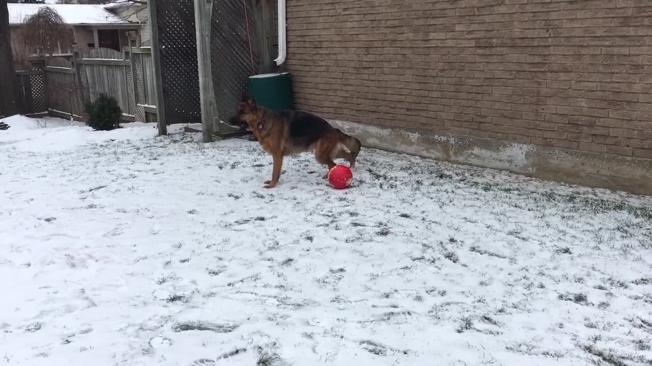 Shepherd Snow Fun