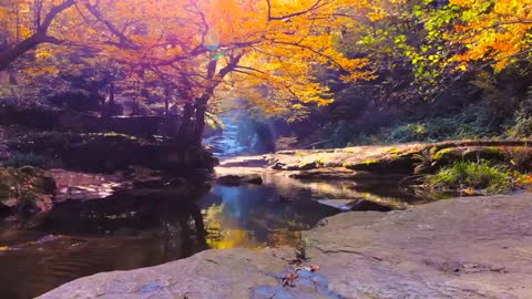 Enchanting Autumn Forests with Beautiful Piano Music