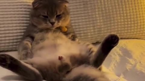 funny cat video