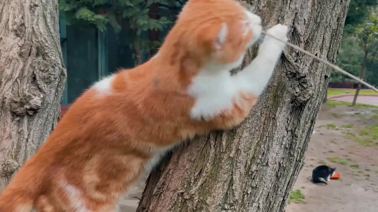 Cat playing on a Tree Trunk