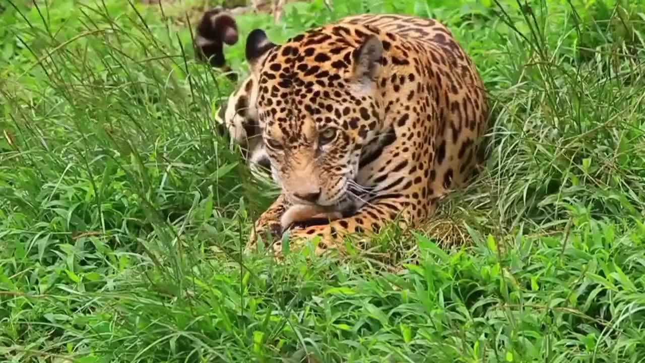 Animals in the Meadow