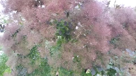 Smoke bush and rain drops