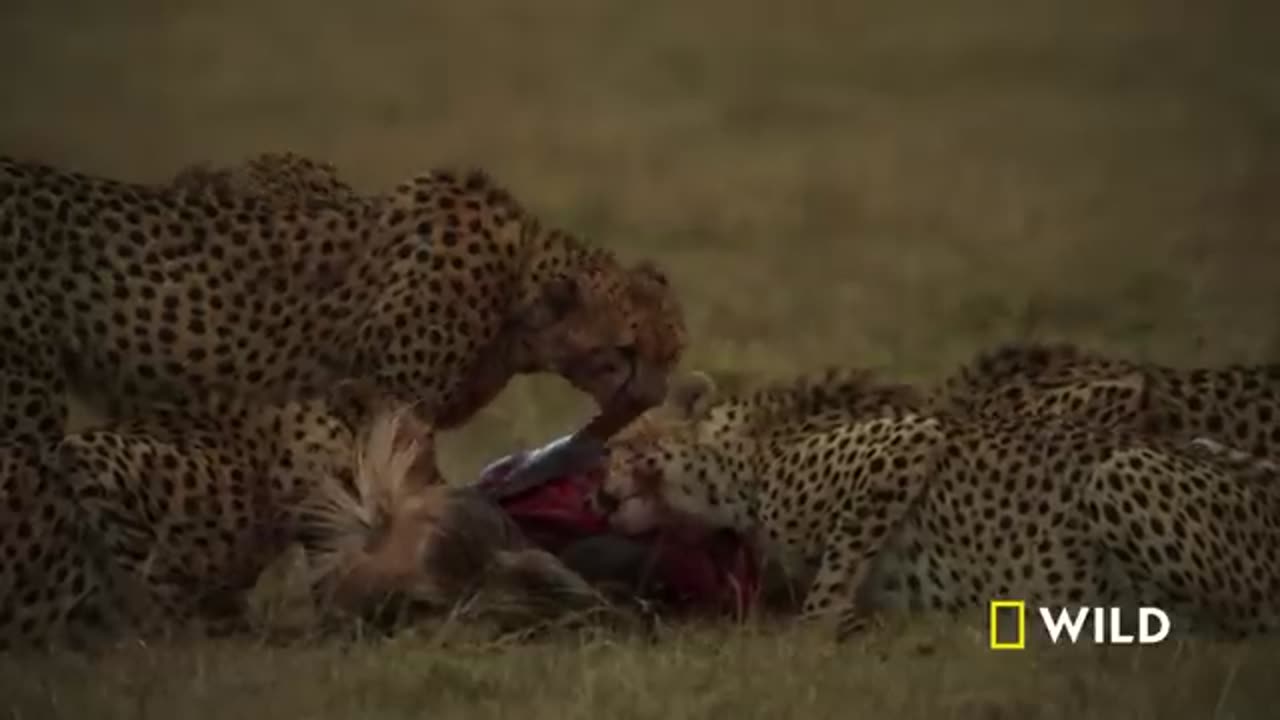 Cheetah Takedown a Wildebeest