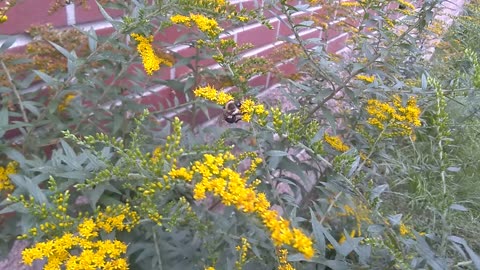 Goldenrod