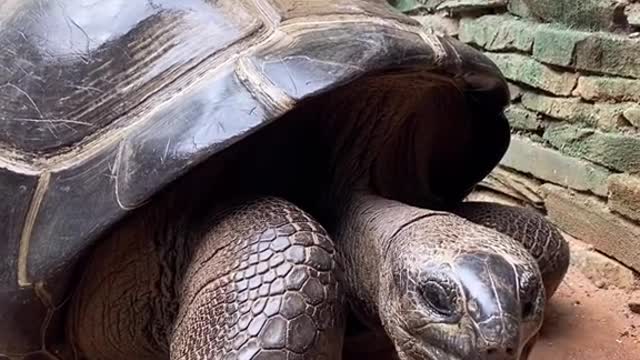 The Aldabra tortoise