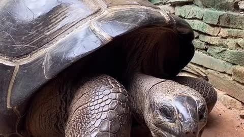 The Aldabra tortoise