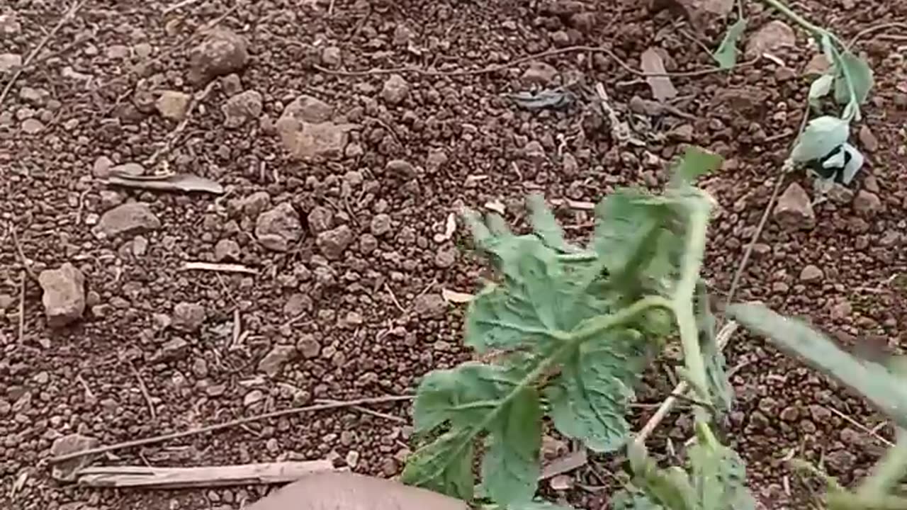 Fresh watermelon