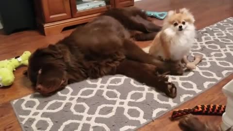 Newfoundland plays dead to avoid tiny angry dog