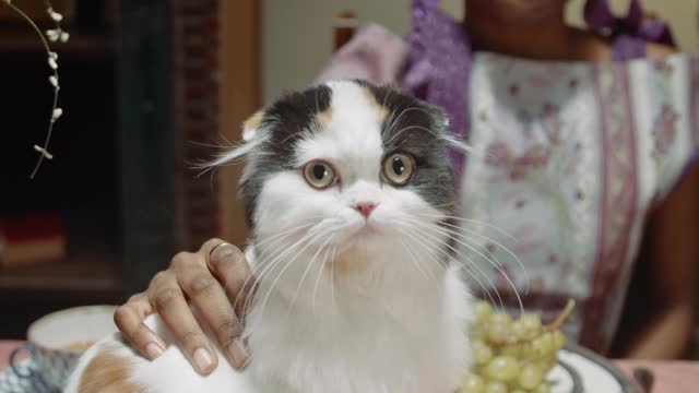 Cat đąđą - Cut and Funny Cat Videos đąđą. āĻŦāĻŋāĻĄāĻŧāĻžāϞ - āĻāϤā§āϰ āĻāĻŦāĻ āĻŽāĻāĻžāϰ āĻŦāĻŋāĻĄāĻŧāĻžāϞ āĻāĻŋāĻĄāĻŋāĻāĨ¤