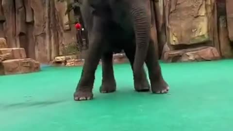 Baby elephant dancing