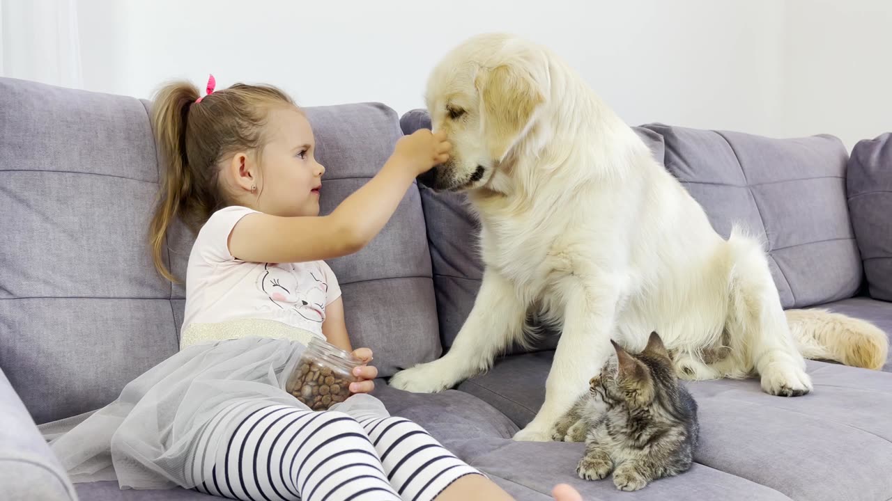 Adorable Little Girl Feeding Her Golden Retriever and Tiny Kitten! They’re So Patient With Her!!