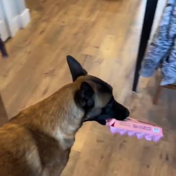 Dog Grabs Eggs From Fridge #dog #doglife #smartdog
