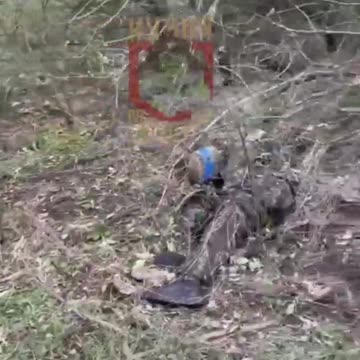 More dead ukraine soldiers