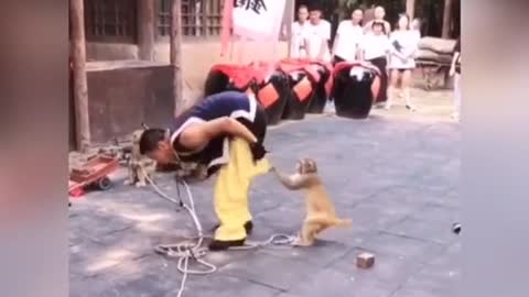 Extremely Funny Animals Mischief!