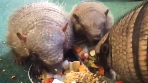 Armadillo gives birth to cuty babiea