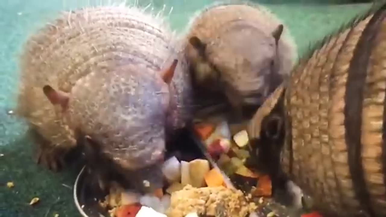 Armadillo gives birth to cuty babiea