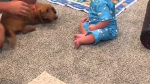 Baby's reaction to seeing a dog for the first time..🐶🐾👶😍