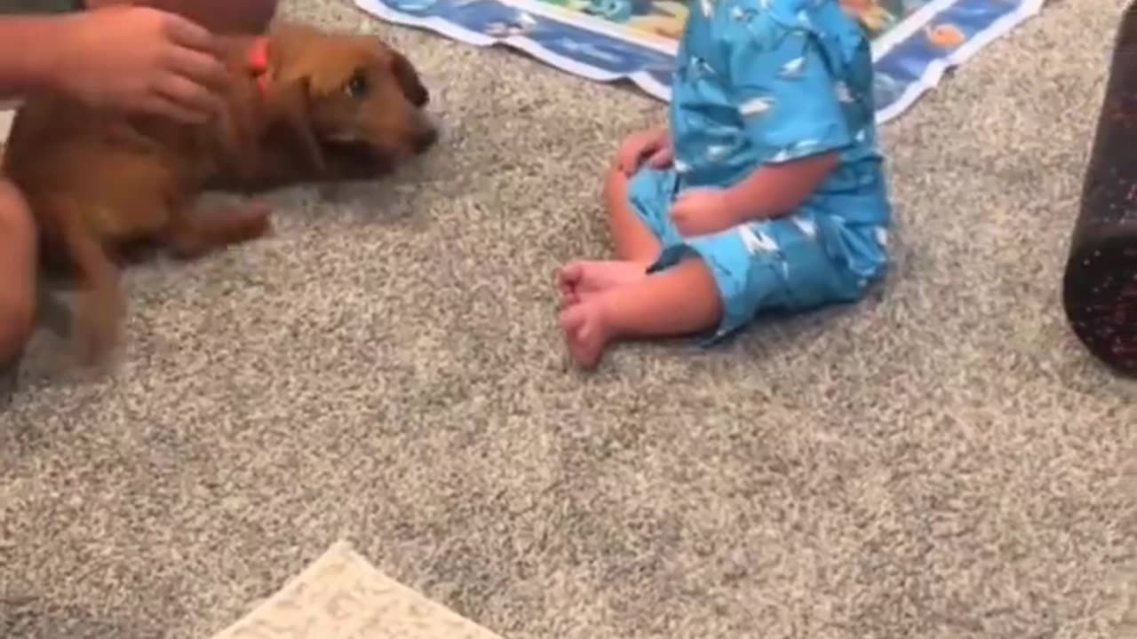 Baby's reaction to seeing a dog for the first time..πΆπΎπΆπ