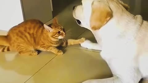 Try to don't laugh 😹😹 fanny animal 😹