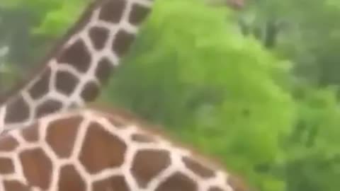 Goose protects it's babies, 😅VS Giraffe