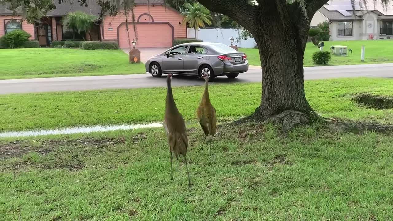 Cranes Celebrate July 4th