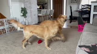 Golden retrievers on a rainy day