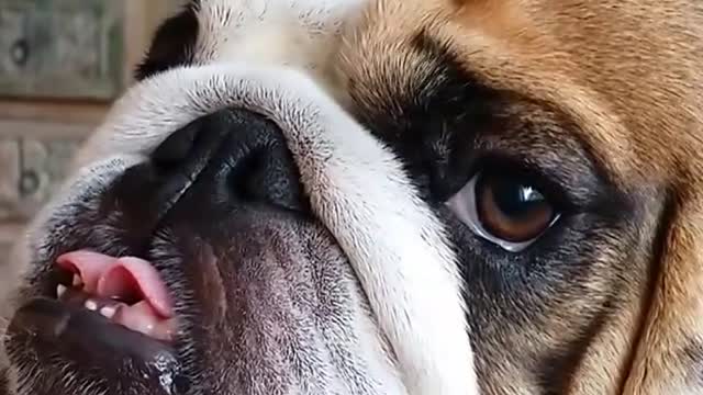 Titus | Cute Video of Bulldog Giving a Tongue Bath