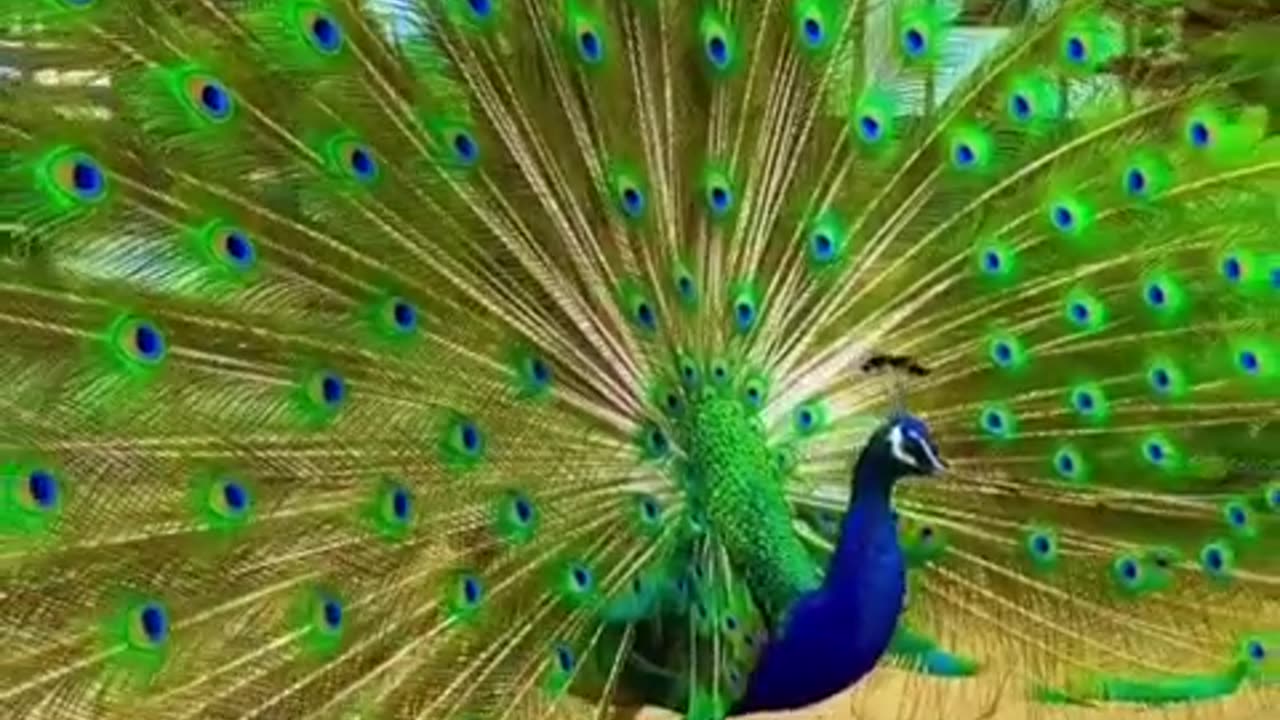 Cute Peacock 😍😍