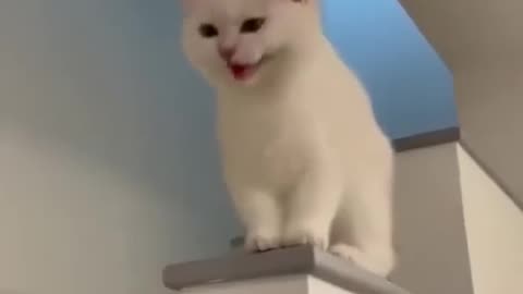 Cute kitten video