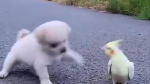 funny animals shorts