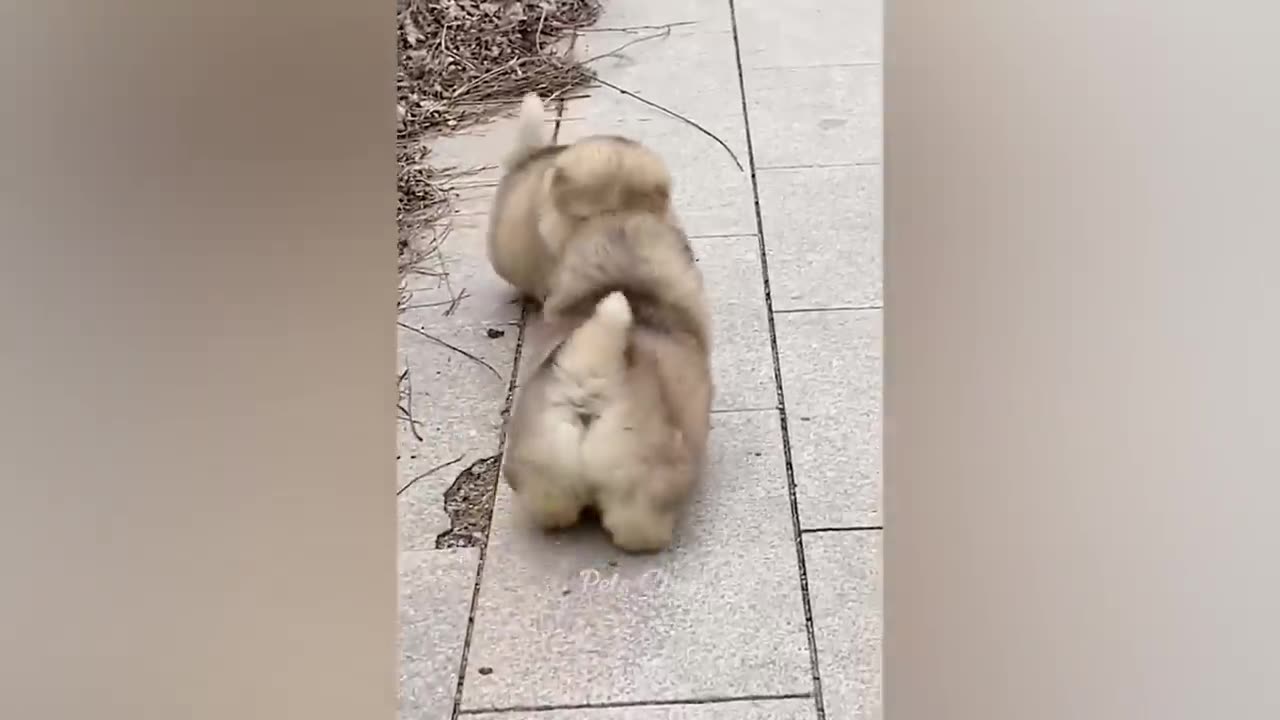 Funniest Animals 2023 π Funny Dogs and Cats Videos πΊπΆ